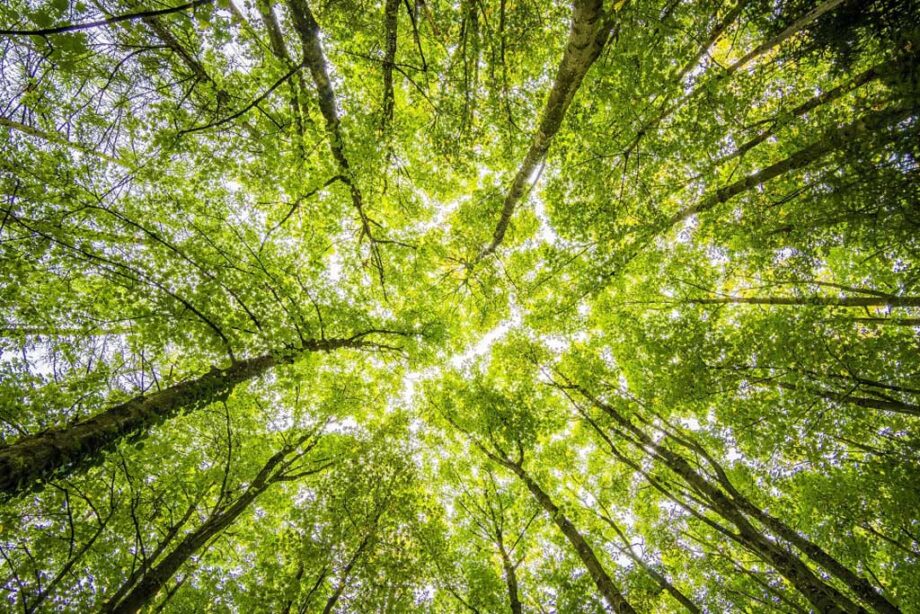 Environmental Sustainability And Education